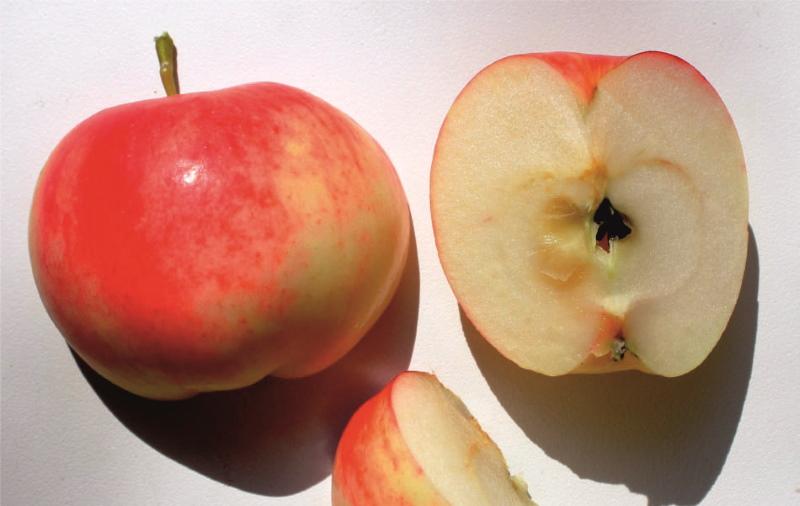 Mantet obuolių vaisiai