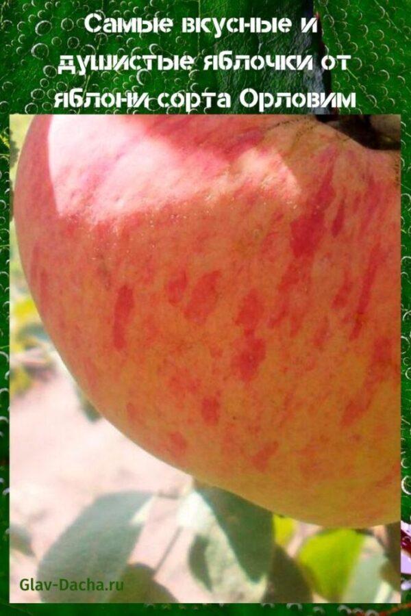 Orlovim epletre
