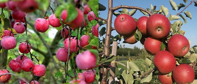 ябълковото дърво е устойчиво на вредители