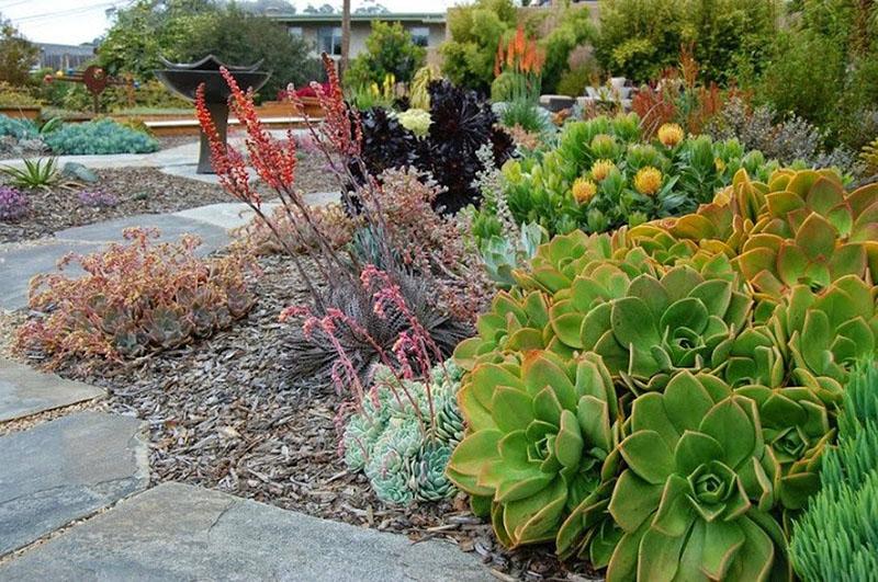 drought-resistant perennials for sunny locations
