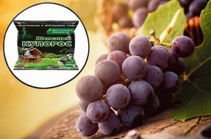 why do you need to process grapes with iron sulfate