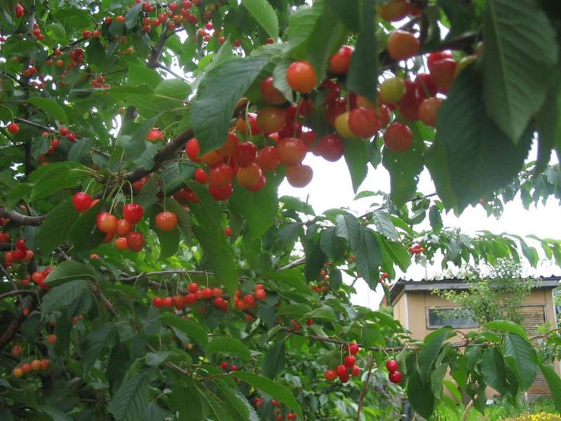 cherry tree osudzh