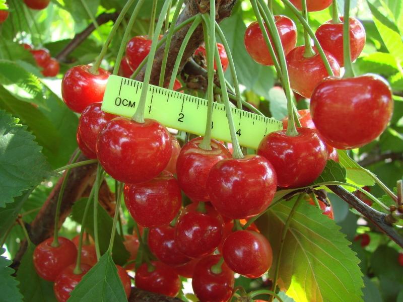 cherry harvest fatezh