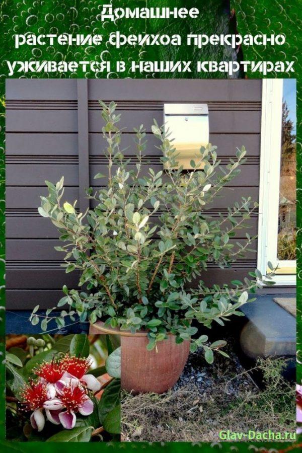 house plant feijoa