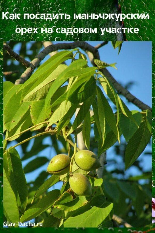 how to plant a manchurian nut
