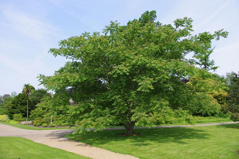Manchurian saksanpähkinä puu