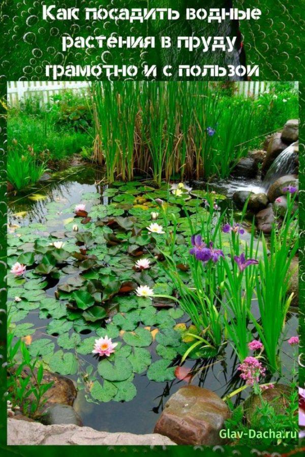 jak zasadit vodní rostliny do rybníka