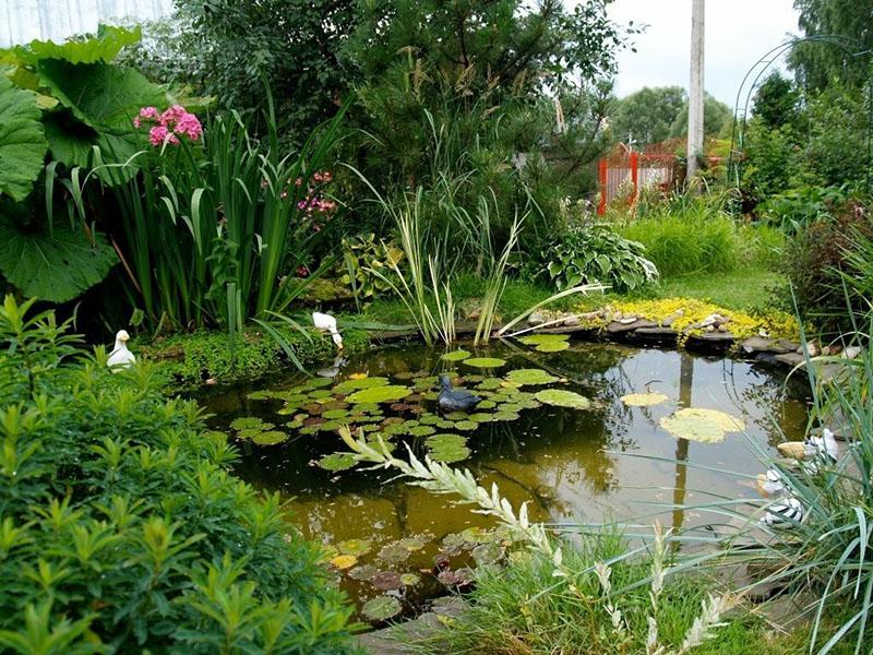 yazlık evler için su bitkileri