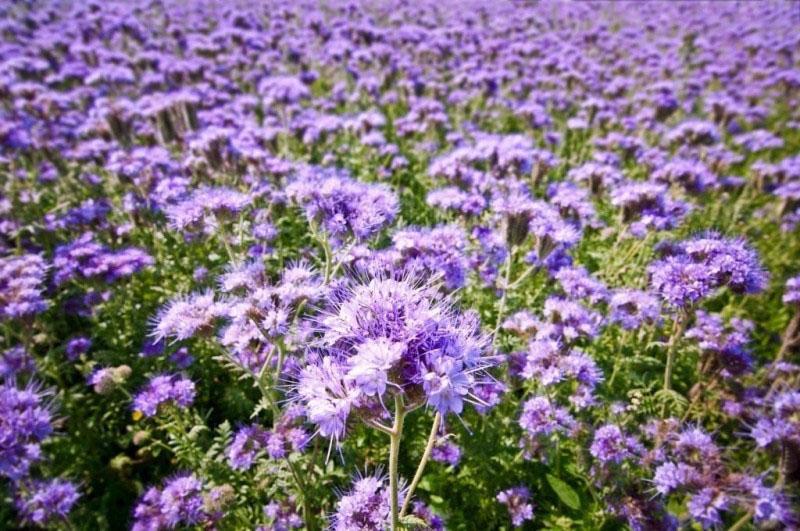 how to grow phacelia in the country