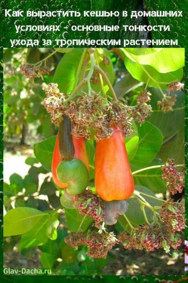 hur man odlar cashewnötter hemma