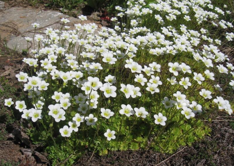 saxifrage planting and care photos