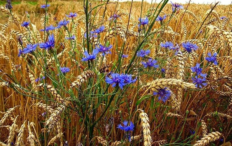 buğday alanında Peygamber Çiçeği