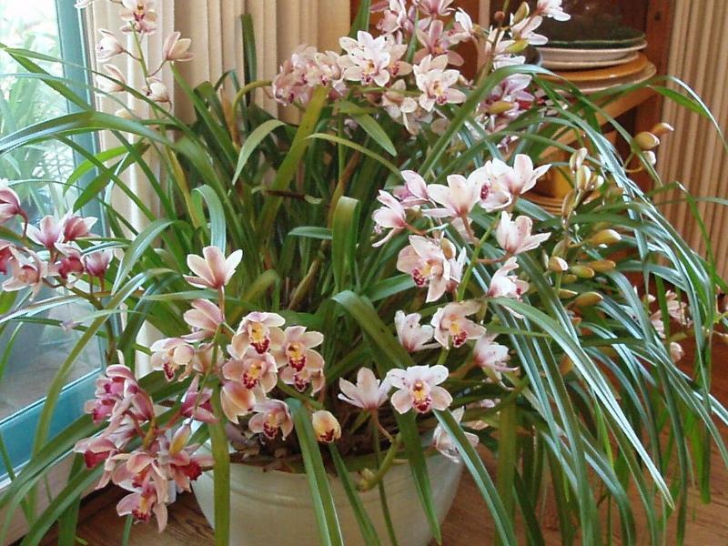 penjagaan rumah orkid cymbidium
