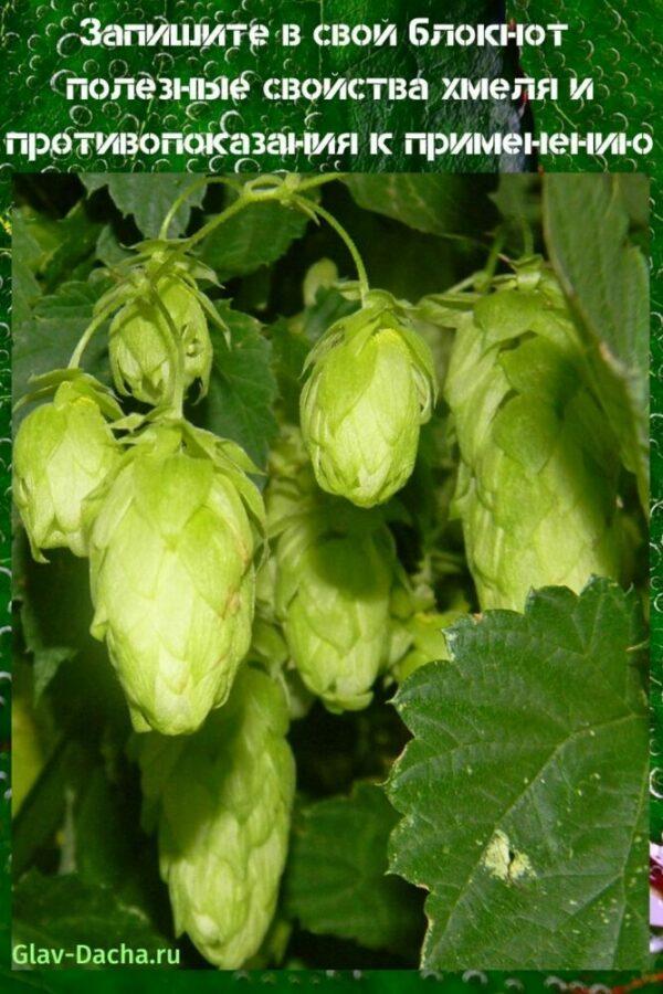 useful properties of hops and contraindications
