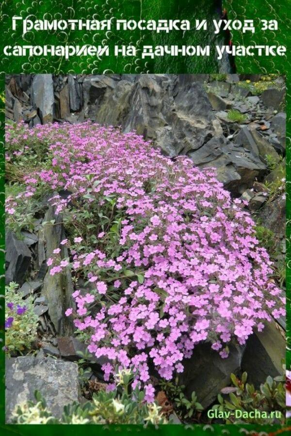 planting and caring for saponaria