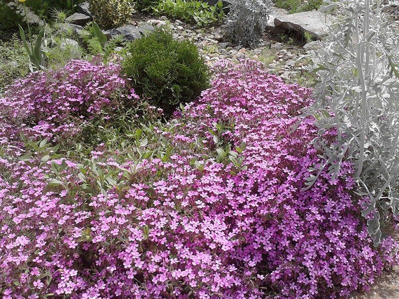 üppige Blüte von Saponaria
