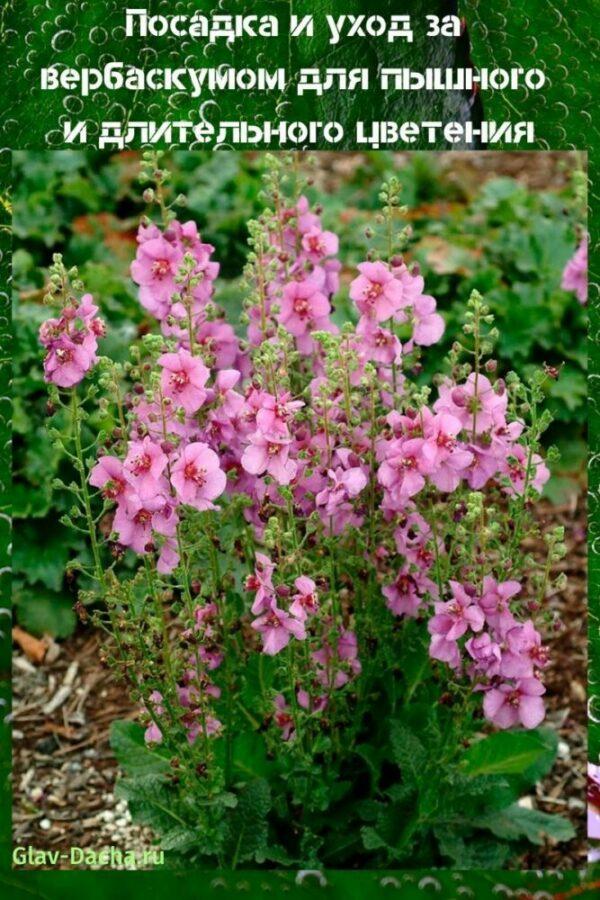 planting and caring for verbascum