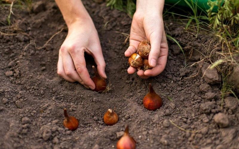 planting tulips in autumn in the ground