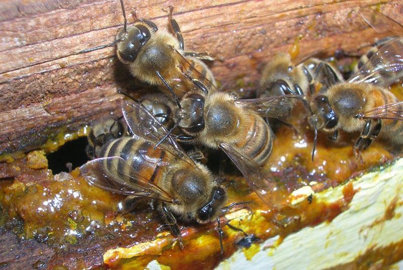 travail des abeilles