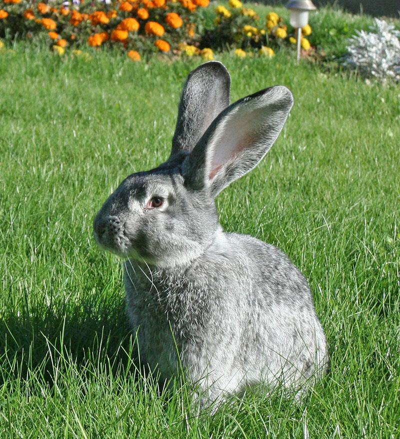 กระต่ายสายพันธุ์ในประเทศ