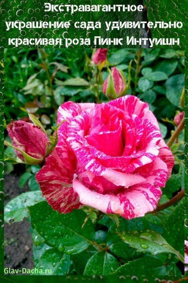 trandafir Pink Intuition