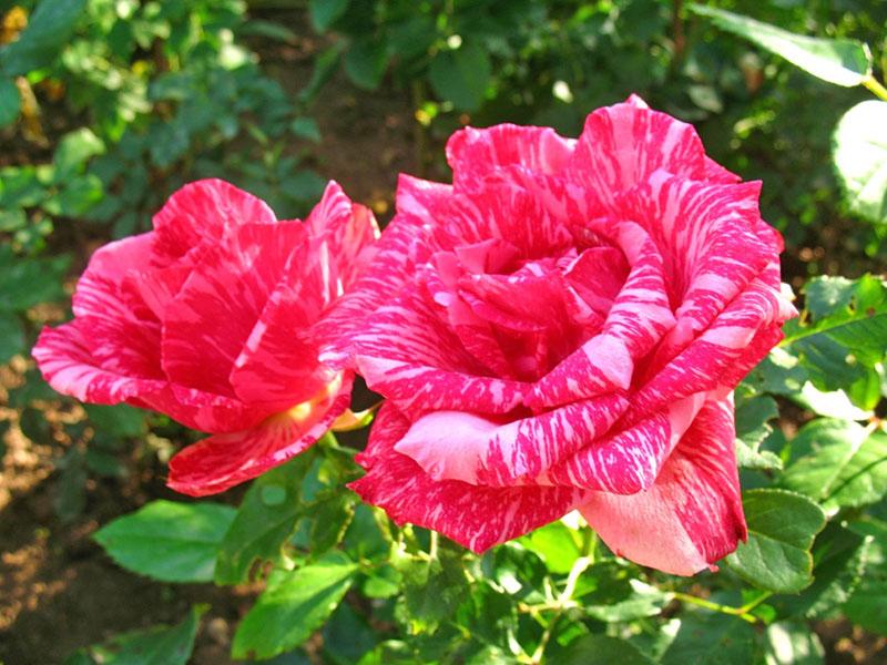 ceai hibrid trandafir Pink Intuition