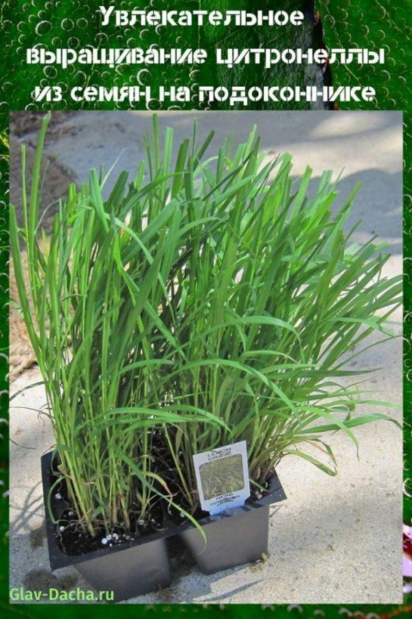 growing citronella from seed