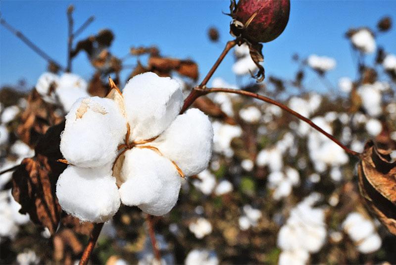 ripening cotton