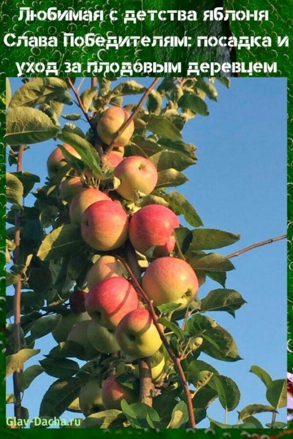 стабло јабуке Слава победницима садња и нега