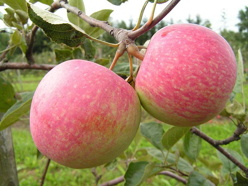 vidurio sezono obuolių veislė