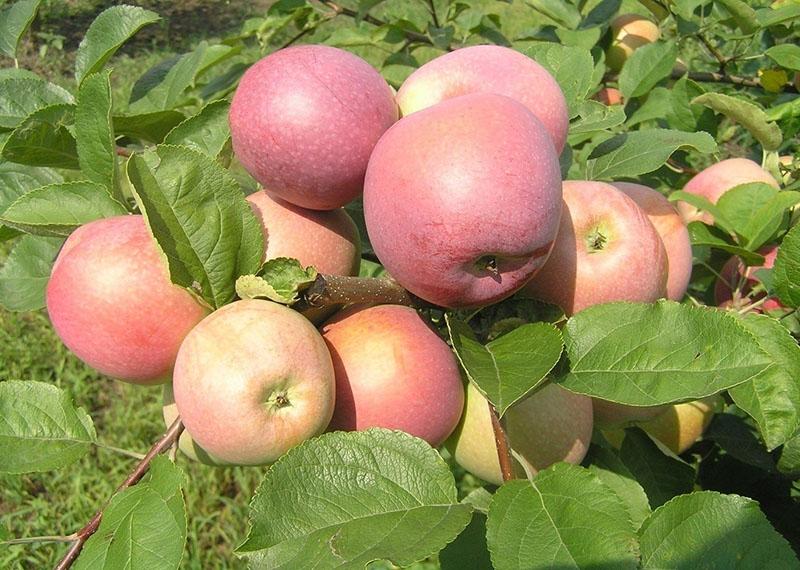 Slava Winners -lajin omenapuun hedelmät