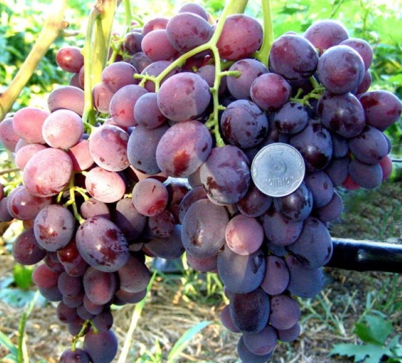 grape harvest dawn