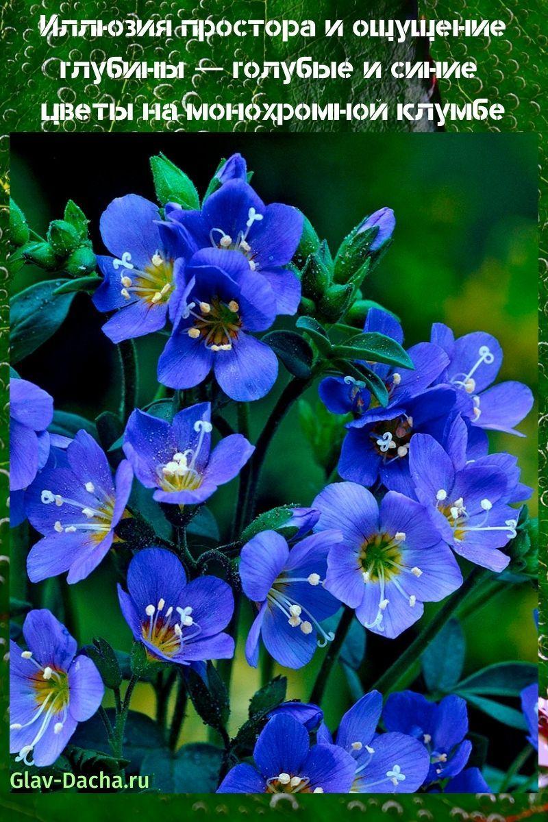fiori blu e blu