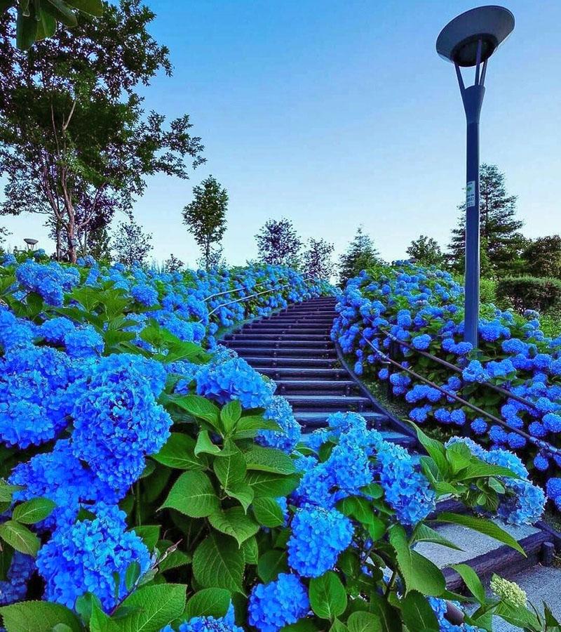 thiết kế cảnh quan hoa màu xanh và xanh
