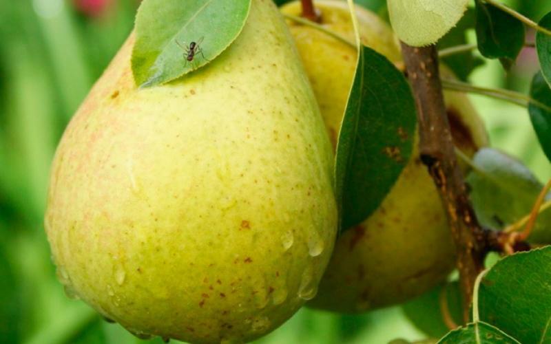 pear annushka variety description