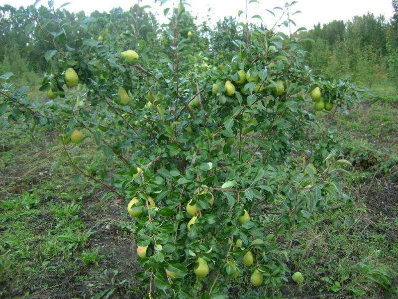 Annushka autumn pear variety