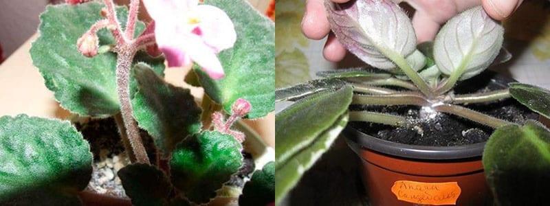 detection of damage to violets by powdery mildew
