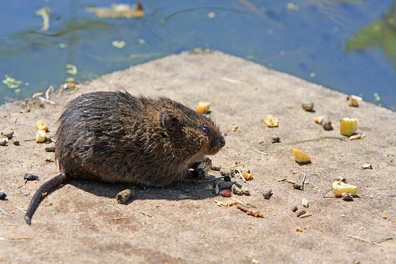 sly rodent water rat