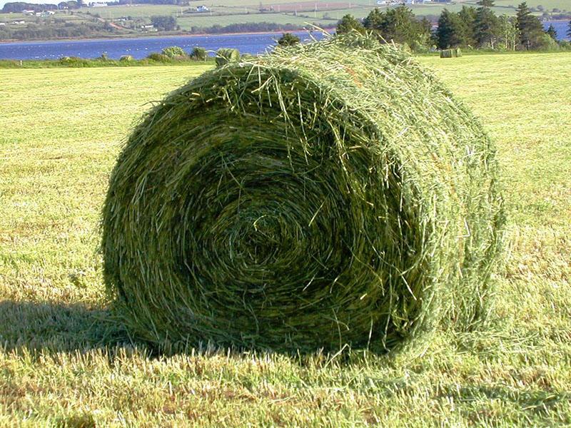 what is haylage