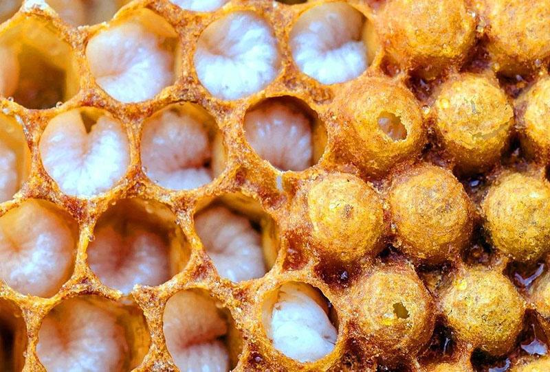 sarang lebah dengan larva drone