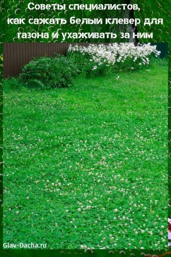 как да засадите бяла детелина за тревата