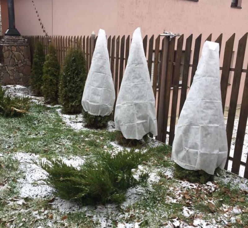 when to cover thuja for the winter