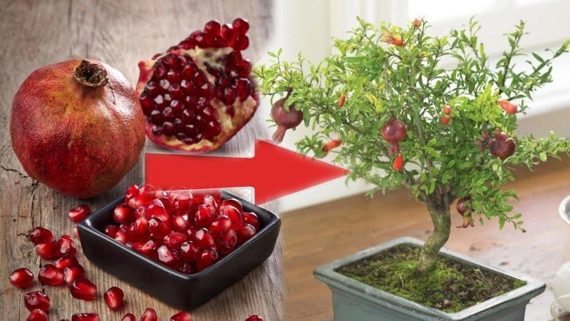 hur man odlar granatäpple från utsäde