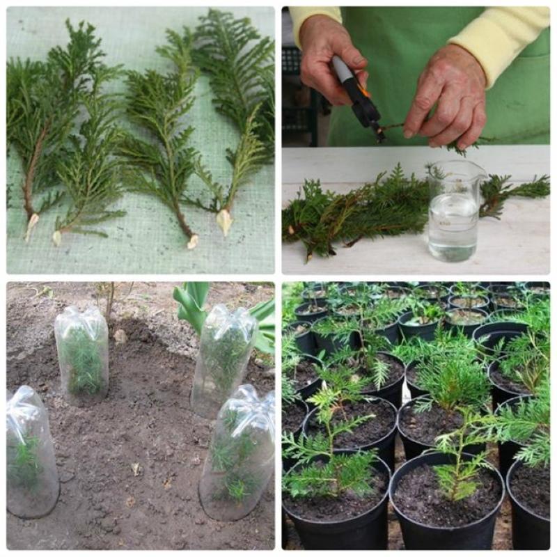 how to grow thuja from a twig
