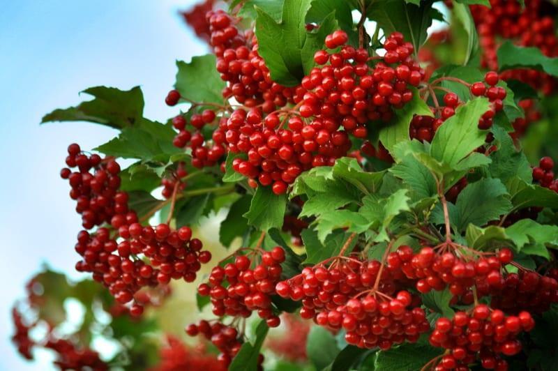 Beneficios y daños de Viburnum Berry Red