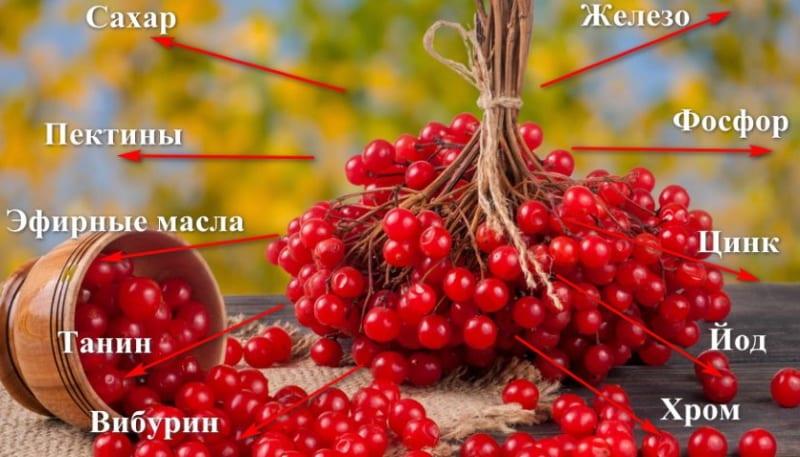 viburnum berries composition