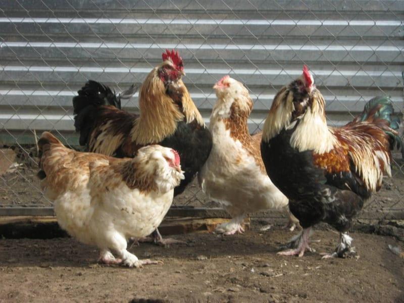 kycklingar faverol