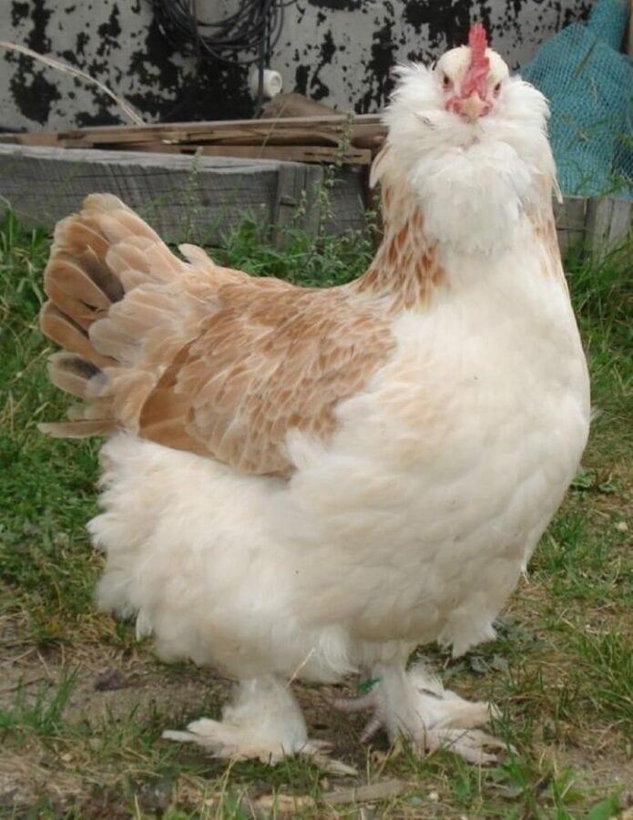 описание на породата пилета фаверол