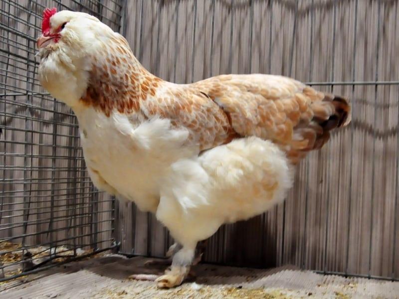 lax kycklingar faverolles