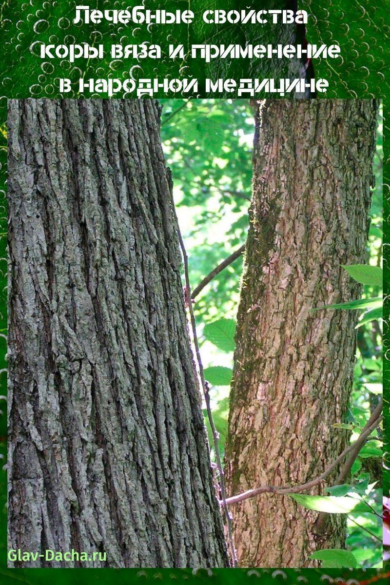 medicinal properties of elm bark
